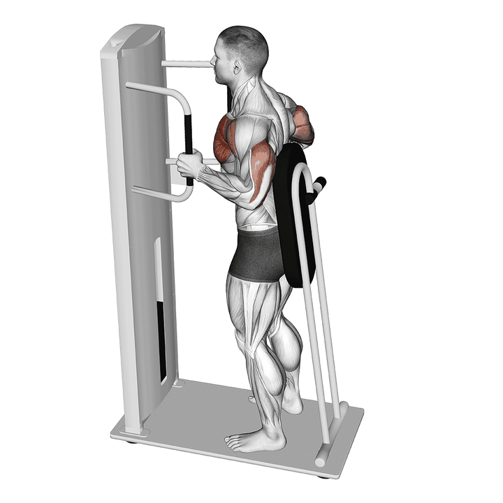 Demonstration of the lever standing chest press
