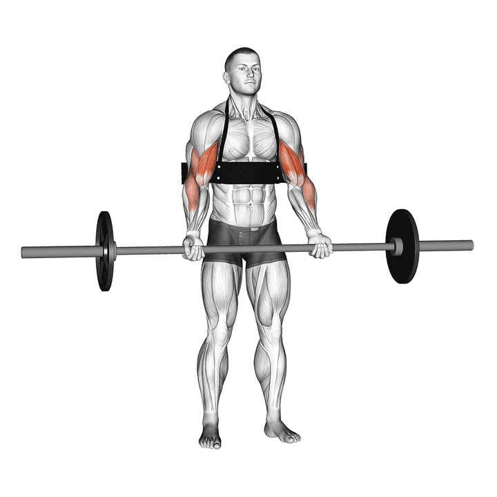 Demonstration of the barbell biceps curl (with arm blaster)