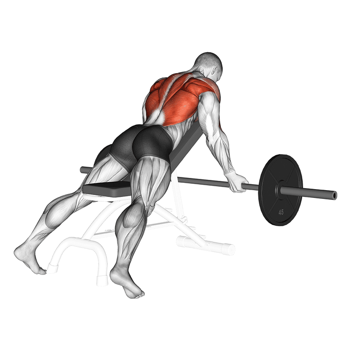 Demonstration of the barbell reverse grip incline bench row