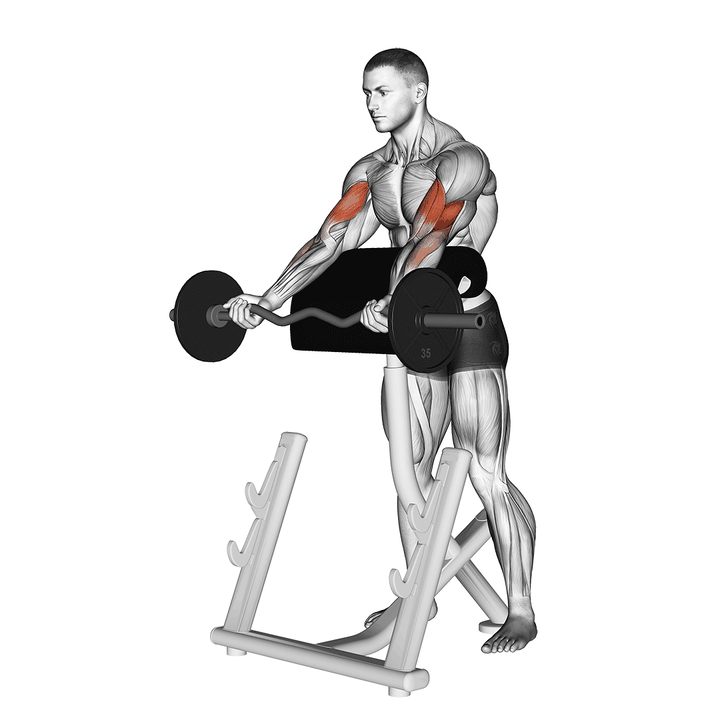 Demonstration of the ez barbell spider curl