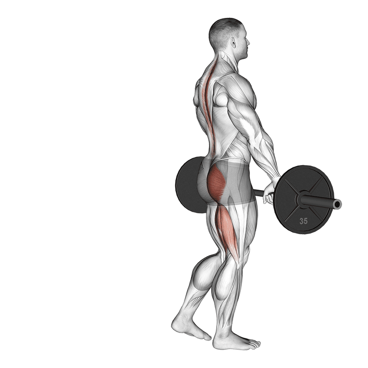 Demonstration of the barbell single leg deadlift