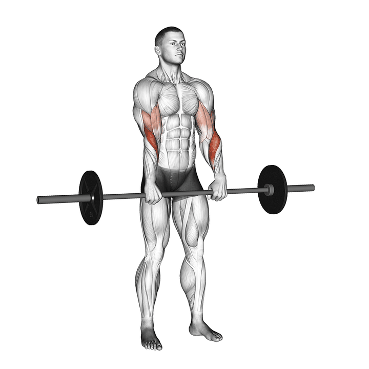 Demonstration of the barbell standing reverse grip curl