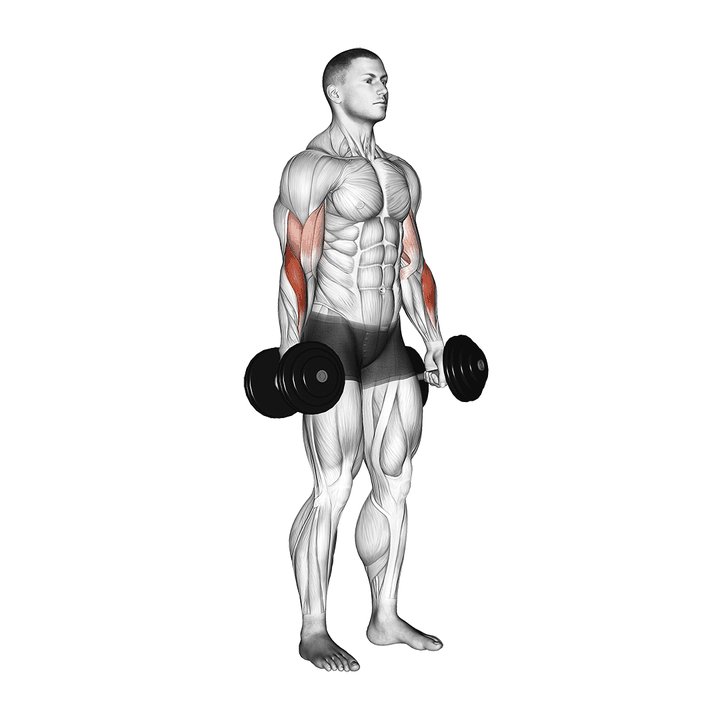 Demonstration of the dumbbell standing reverse curl