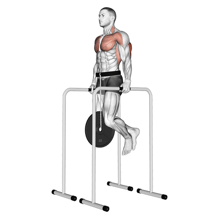 Demonstration of the weighted triceps dip on high parallel bars