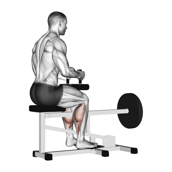 Demonstration of the lever seated calf raise - high variation