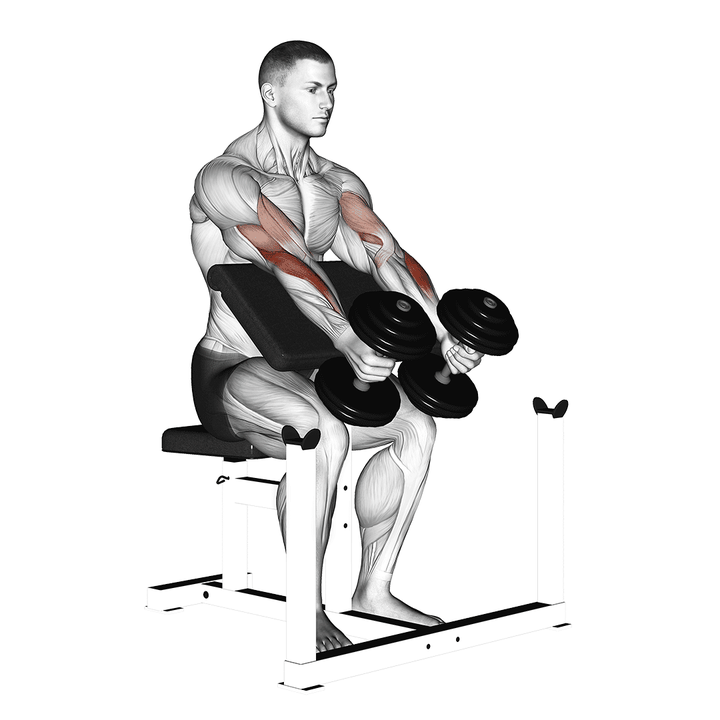 Demonstration of the dumbbell preacher hammer curl