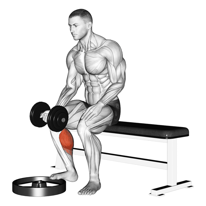 Demonstration of the dumbbell seated one leg calf raise - palm up