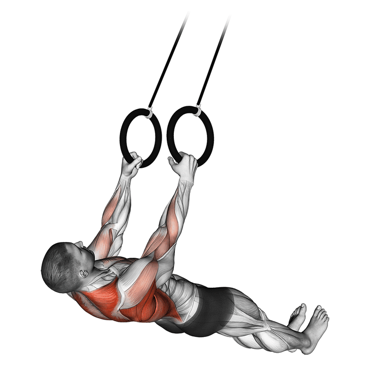 Demonstration of the suspended row