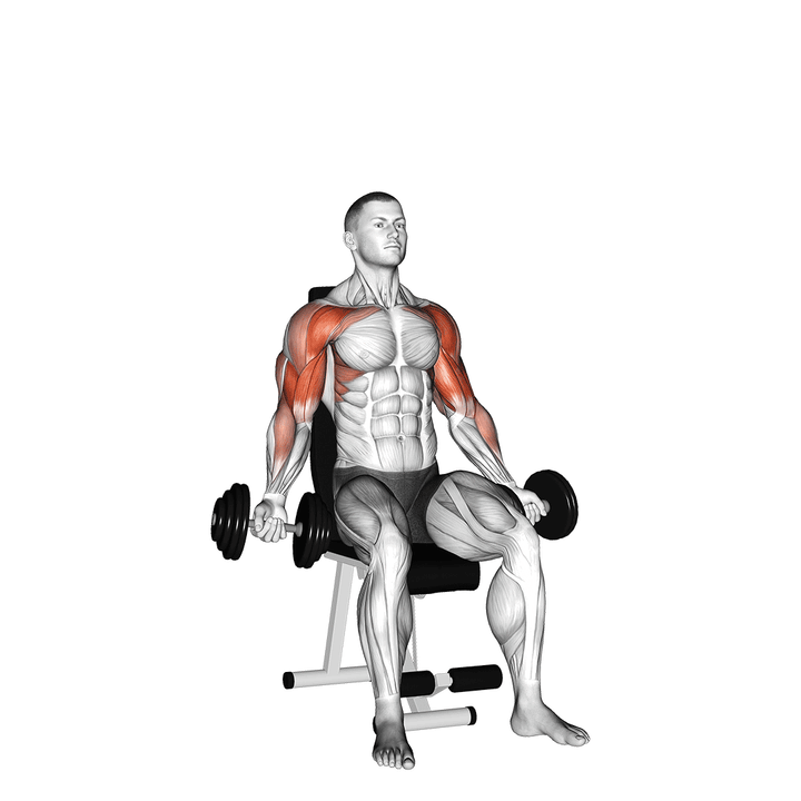 Demonstration of the dumbbell seated biceps curl to shoulder press