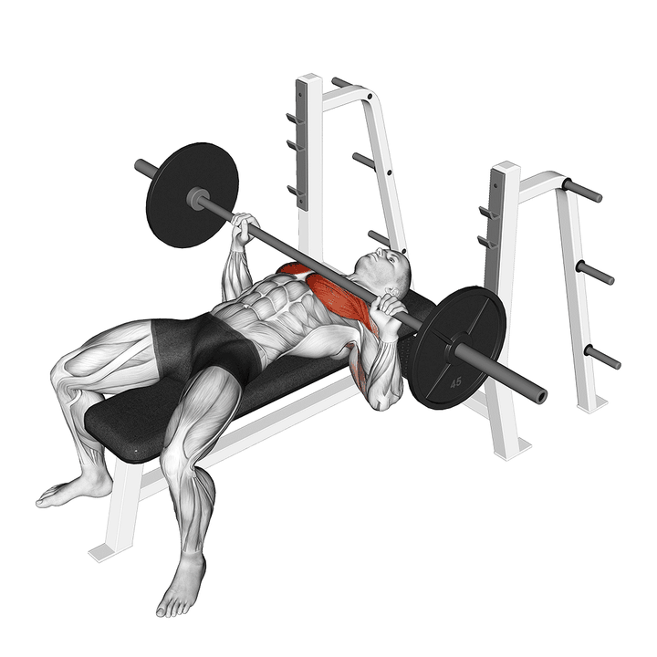 Demonstration of the barbell bench press