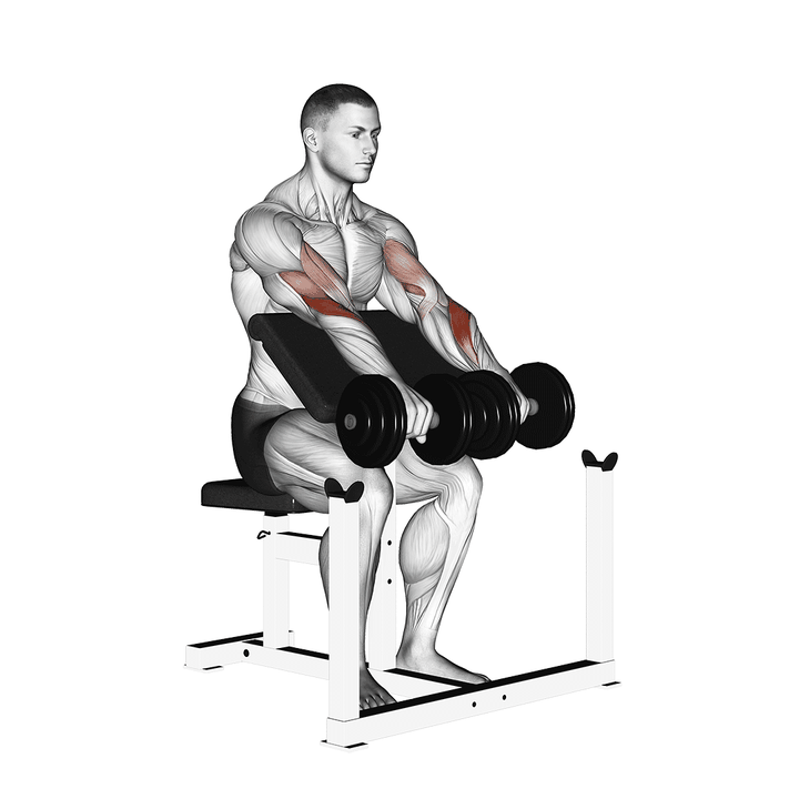 Demonstration of the dumbbell reverse preacher curl