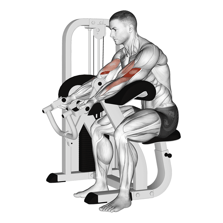 Demonstration of the lever preacher curl