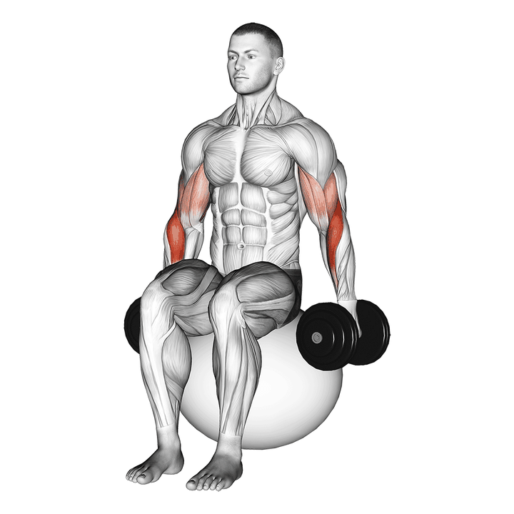Demonstration of the powerful style dumbbell hammer curl on exercise ball