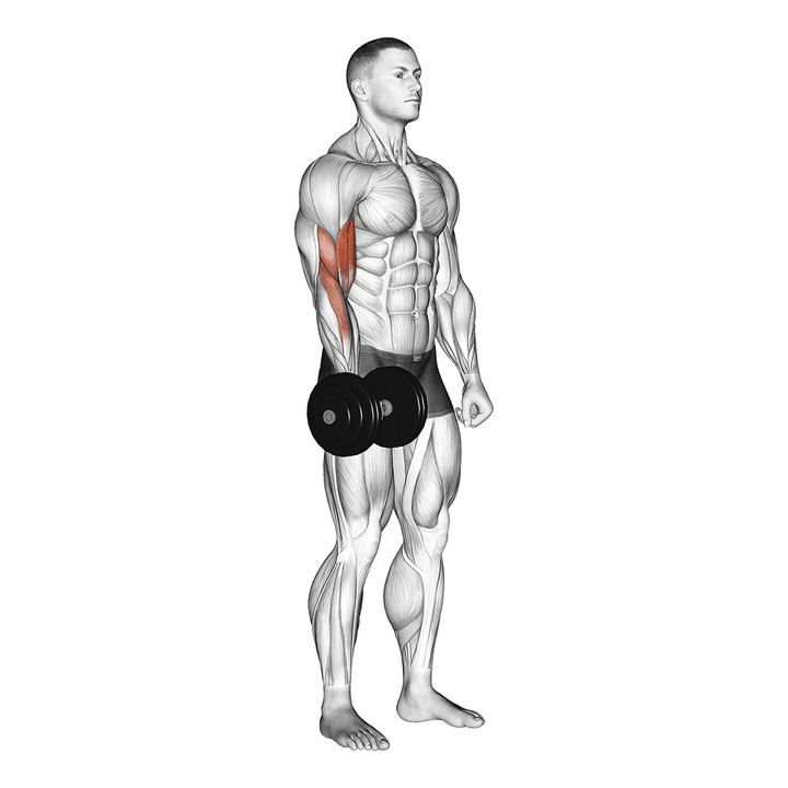 Demonstration of the dumbbell one arm standing curl