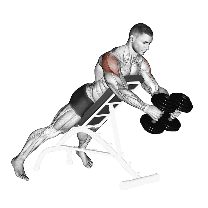 Demonstration of the dumbbell reverse fly