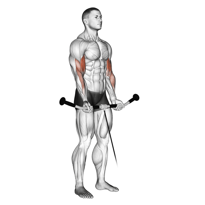 Demonstration of the cable curl