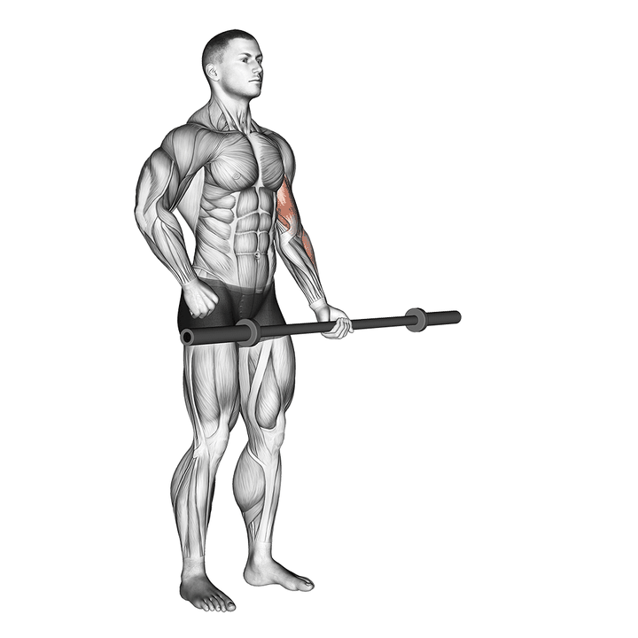 Demonstration of the barbell alternate biceps curl