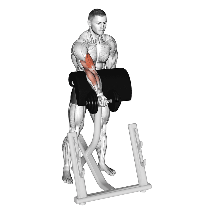 Demonstration of the dumbbell standing zottman preacher curl