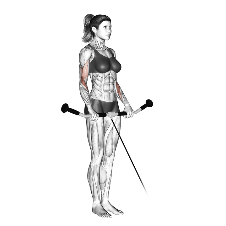 Demonstration of the cable reverse curl with calm