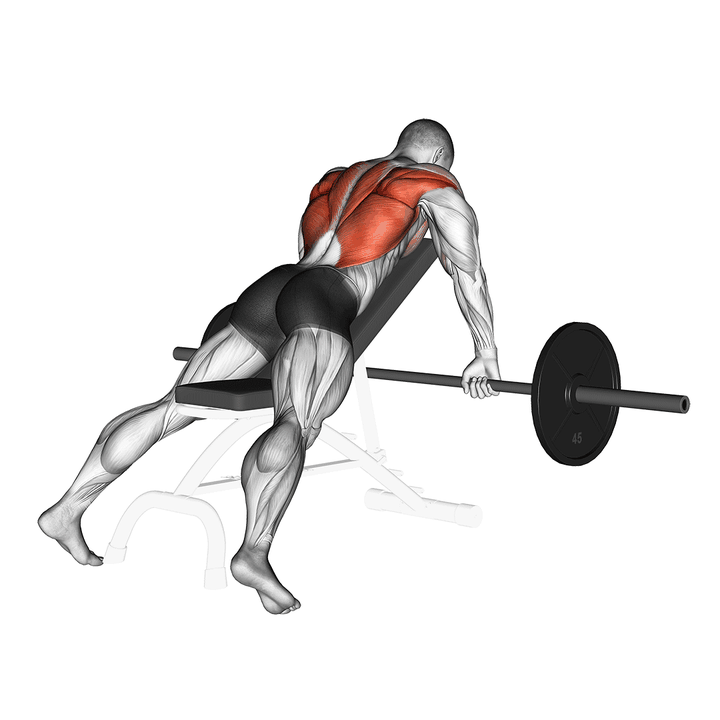 Demonstration of the barbell incline row