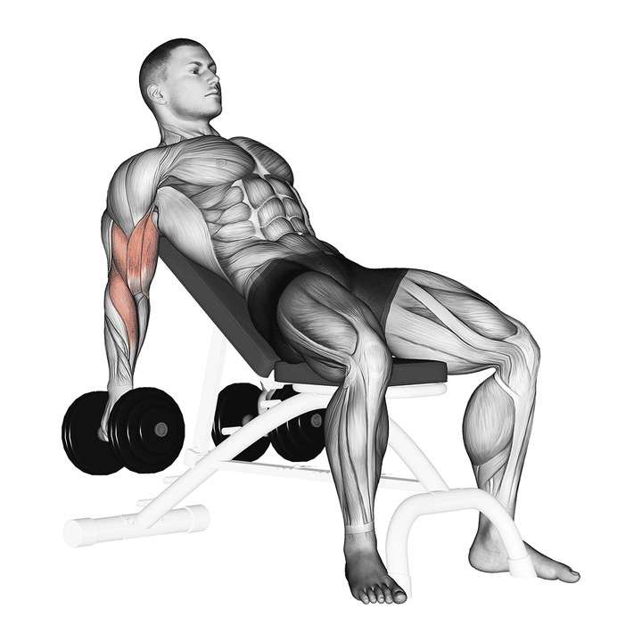 Demonstration of the dumbbell incline biceps curl