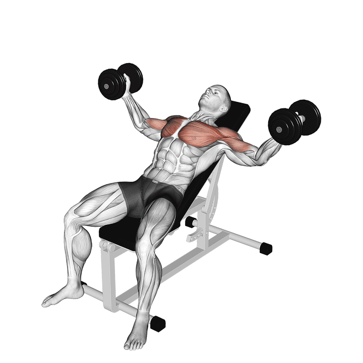 Demonstration of the dumbbell incline fly