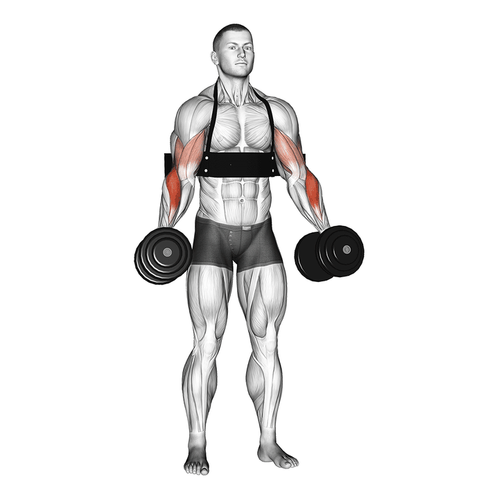 Demonstration of the dumbbell hammer curls (with arm blaster)