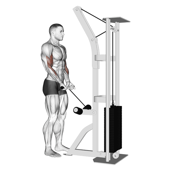 Demonstration of the cable close grip curl