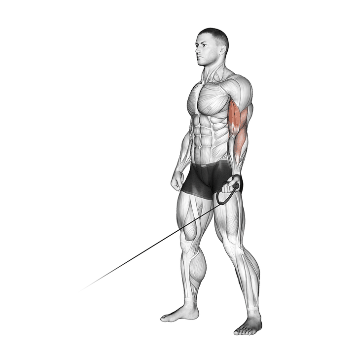 Demonstration of the cable one arm curl
