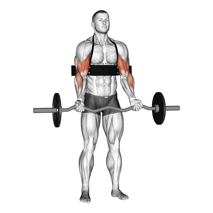 Demonstration of the ez-bar biceps curl (with arm blaster)