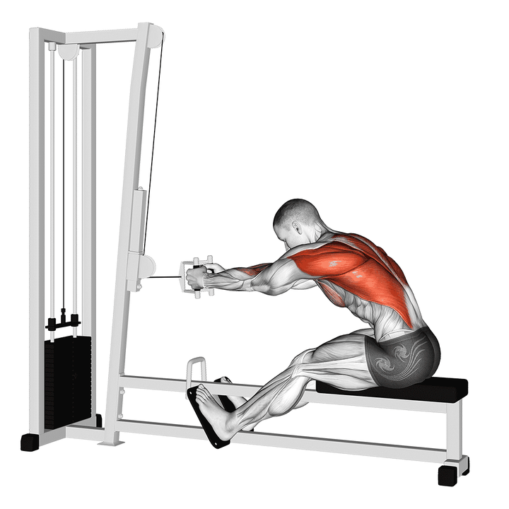 Demonstration of the seated cable row