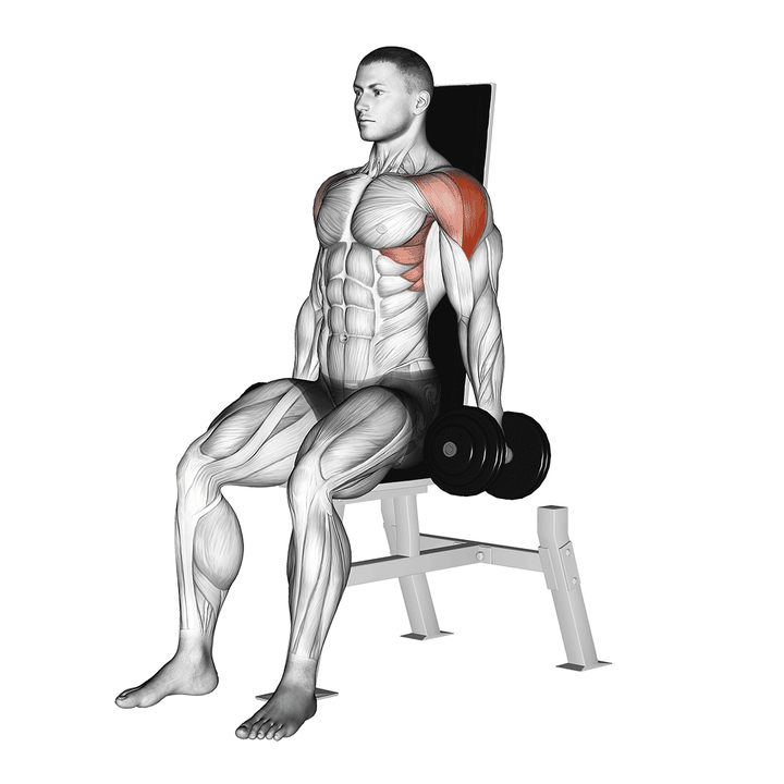 Demonstration of the dumbbell seated lateral raise