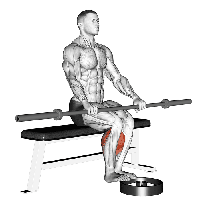 Demonstration of the barbell seated calf raise