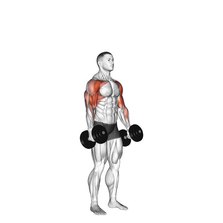 Demonstration of the dumbbell standing alternate hammer curl and press