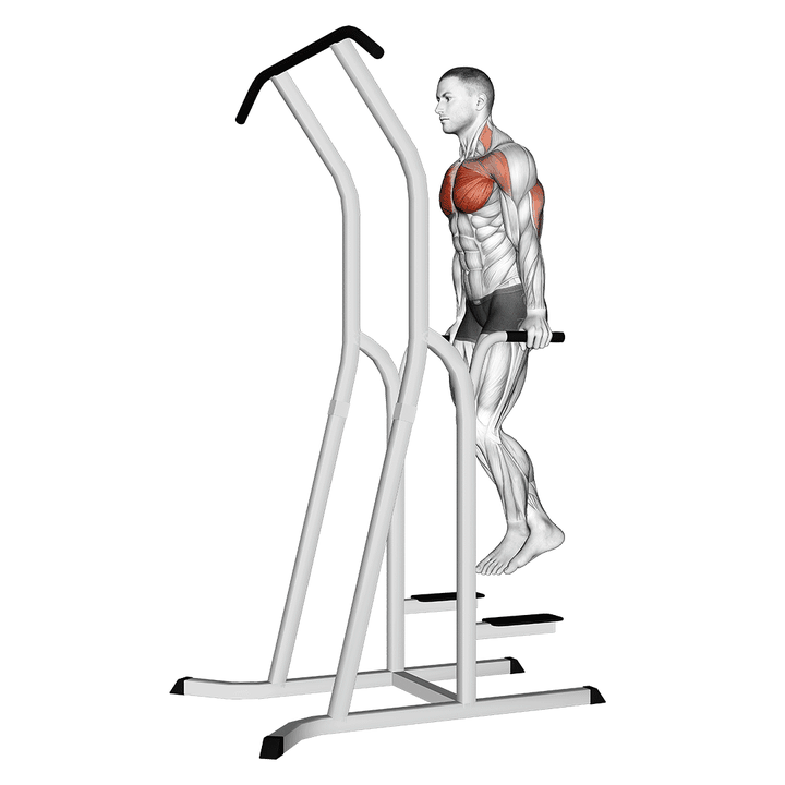 Demonstration of the chest dip (on dip-pull-up cage)
