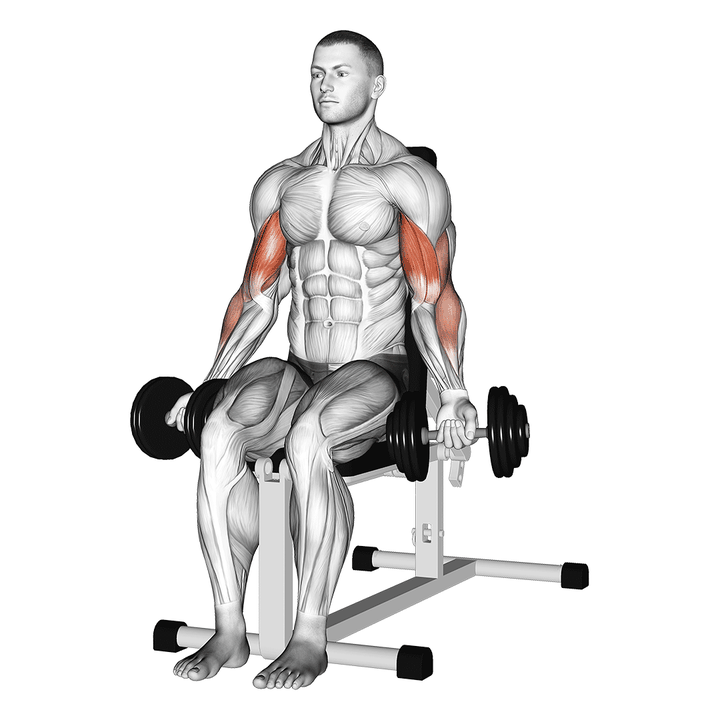 Demonstration of the dumbbell seated bicep curl