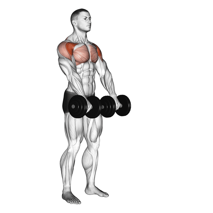 Demonstration of the dumbbell front raise