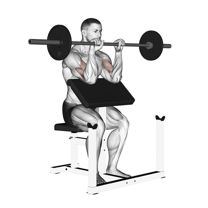 Demonstration of the barbell reverse preacher curl