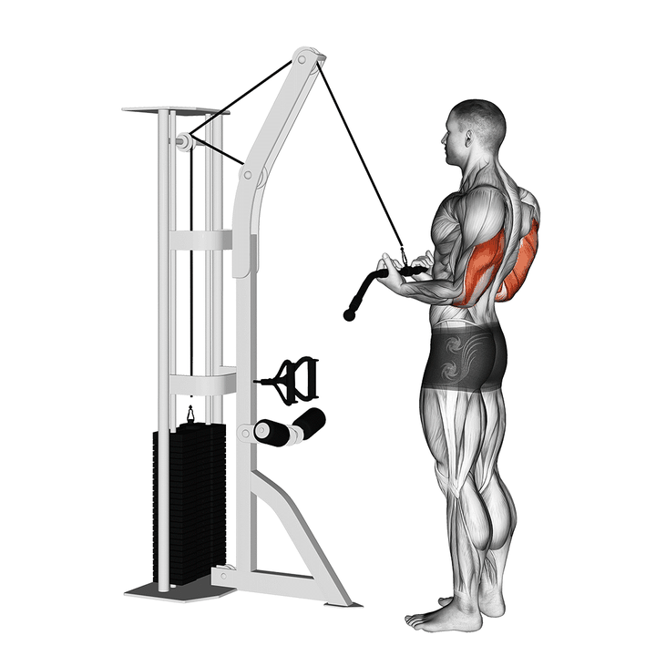 Demonstration of the cable reverse-grip pushdown