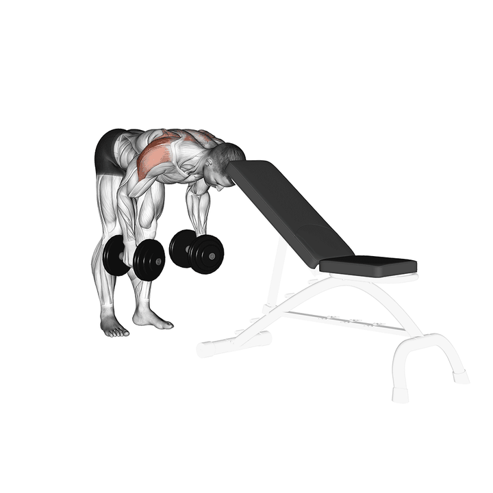 Demonstration of the dumbbell rear lateral raise (support head)