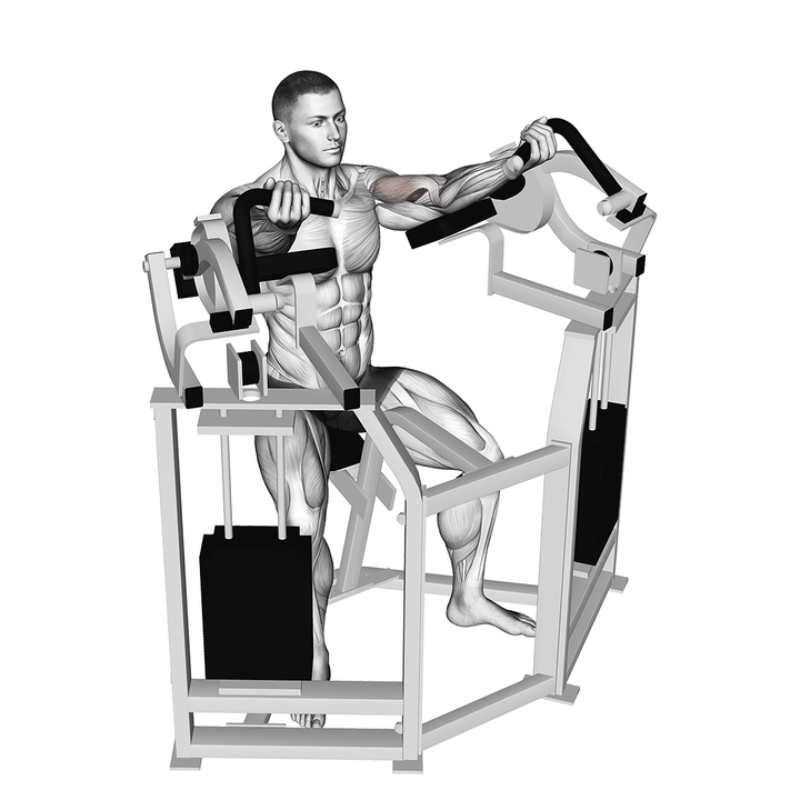 Demonstration of the lever bicep curl