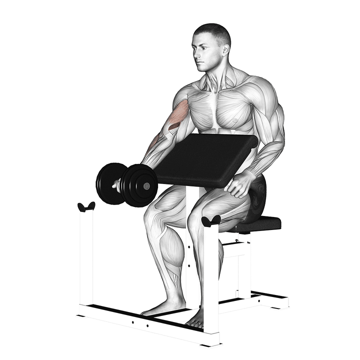 Demonstration of the dumbbell preacher curl