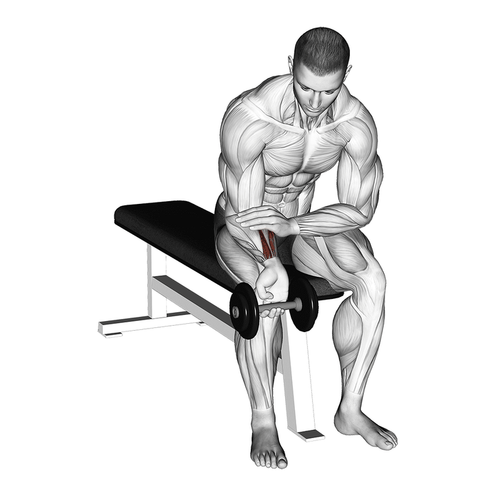 Demonstration of the dumbbell one arm wrist curl