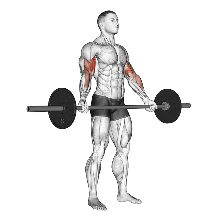 Demonstration of the barbell standing wide grip biceps curl