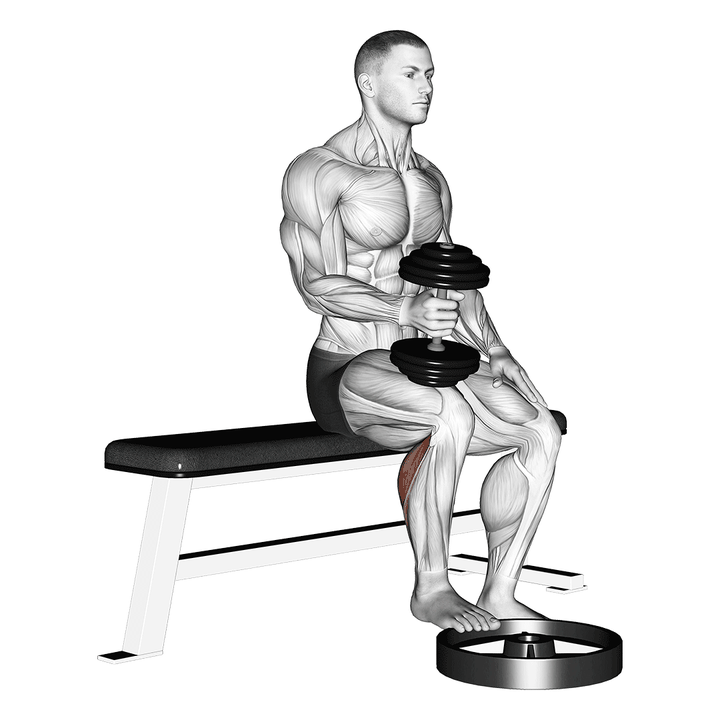 Demonstration of the dumbbell seated one leg calf raise - hammer grip
