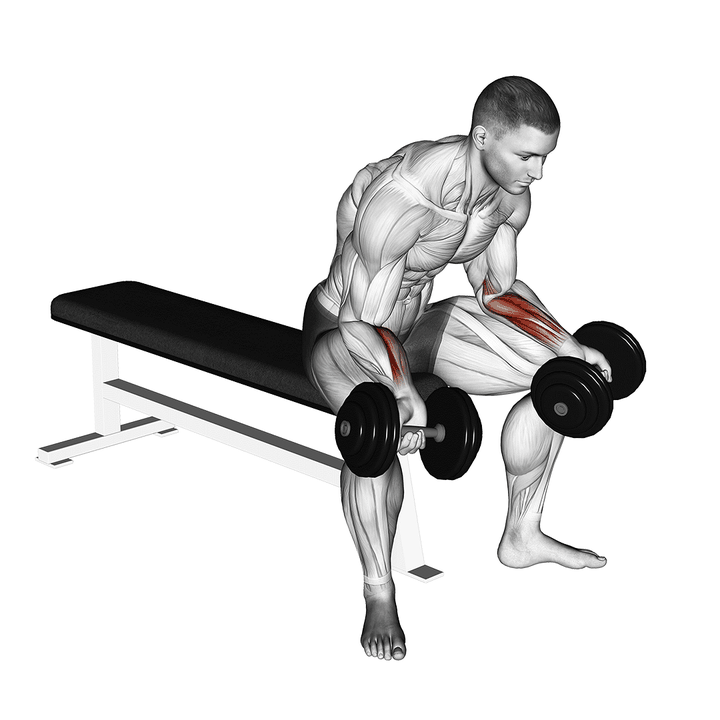 Demonstration of the dumbbell seated palms up wrist curl