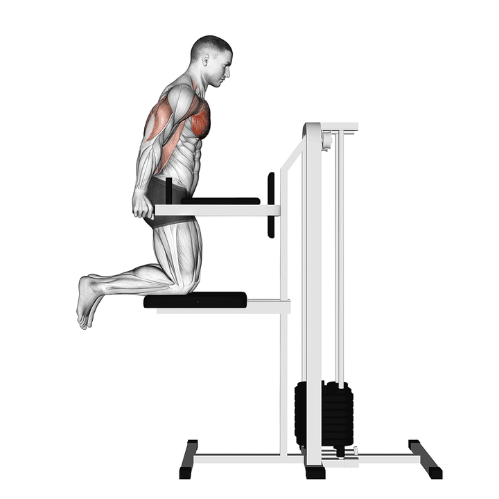 Demonstration of the assisted chest dip (kneeling)