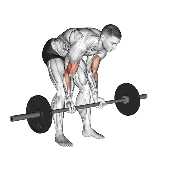 Demonstration of the barbell standing concentration curl