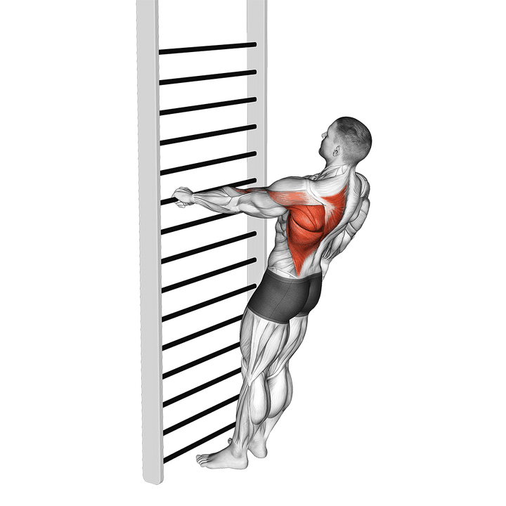 Demonstration of the bodyweight standing one arm row