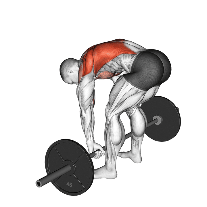 Demonstration of the barbell pendlay row